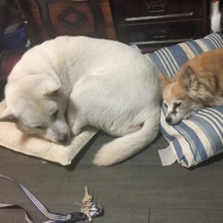 わんちゃん 猫ちゃんの邪魔にならない様に作業します。